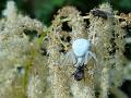 2014-0617_1615_Crab_Spider_Feeding_21.3C